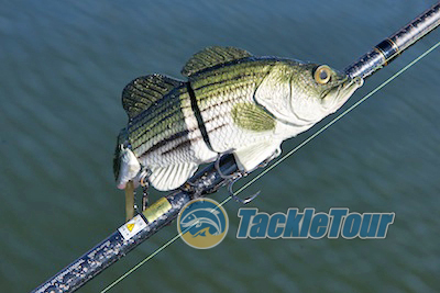 Megabass F10-76XBJ Super Red Demon vs. Evergreen International