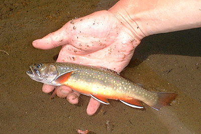 North Shore Fly Fishing Report - Steelhead, Brook Trout